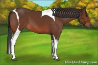 Horse Color:Bay Tobiano