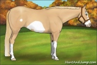 Horse Color:Gold Champagne Splash Frame 