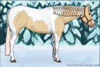 Horse Color:Red Dun Tobiano