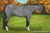 Horse Color:Blue Roan