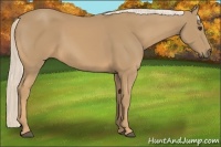Horse Color:Palomino