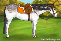 Horse Color:White Spotted Bay 