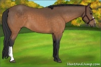 Horse Color:Buckskin 