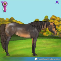 Horse Color:Buckskin 