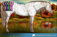Horse Color:Brown Pearl Dun Appaloosa Brindle 
