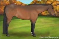 Horse Color:Buckskin 