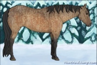 Horse Color:Buckskin  and Buckskin Dun 