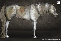 Horse Color:White Spotted Liver Red Dun 