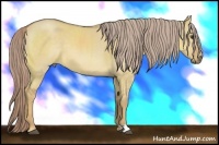 Horse Color:Palomino Dun 
