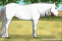 Horse Color:Liver Red Onyx Appaloosa 