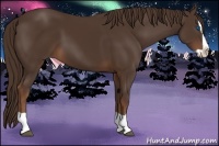 Horse Color:Liver Chestnut Splash 