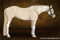 Horse Color:White Spotted Perlino Tobiano