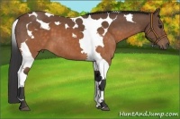 Horse Color:Buckskin Tobiano 