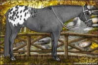 Horse Color:Black Appaloosa Rabicano 