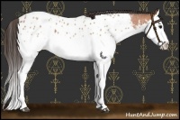 Horse Color:Bay Roan Splash Near Leopard 