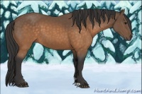 Horse Color:Buckskin 