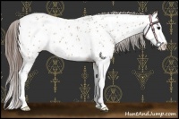 Horse Color:Bay Roan Splash Near Leopard Rabicano 