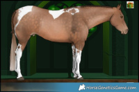 Horse Color:Brown Pearl Tobiano Rabicano