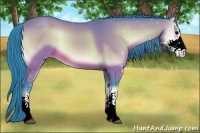 Horse Color:Watercolor Bay Onyx Sabino 