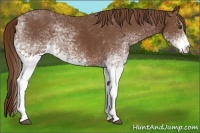 Horse Color:White Spotted Chestnut 