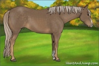 Horse Color:Chocolate Palomino Sabino