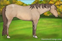 Horse Color:Amber Champagne Appaloosa 
