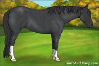 Horse Color:Blue Roan 