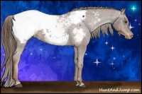 Horse Color:Liver Chestnut Appaloosa 