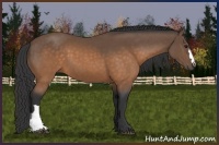Horse Color:Buckskin 