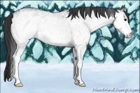 Horse Color:White Spotted Blue Roan 