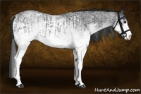 Horse Color:White Spotted Blue Roan Rabicano  and White Spotted Blue Roan Rabicano 