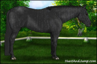 Horse Color:Black and Gray Black