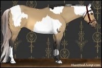Horse Color:Bay Dun Near Leopard  and Buckskin Dun 