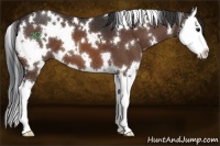 Horse Color:White Spotted Bay Splash 