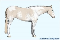 Horse Color:White Spotted Smoky Creme Tobiano Rabicano