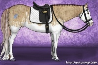 Horse Color:Red Dun Splash  and Red Dun Splash 