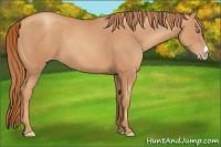 Horse Color:Gold Champagne