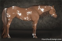 Horse Color:White Spotted Liver Chestnut 