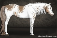 Horse Color:White Spotted Chocolate Palomino