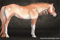 Horse Color:Watercolor White Spotted Gold Champagne Onyx