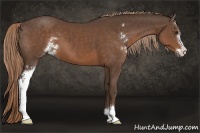 Horse Color:Liver Chestnut Sabino