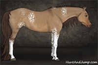 Horse Color:White Spotted Liver Red Dun Rabicano 