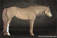 Horse Color:Chocolate Palomino 