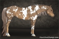 Horse Color:White Spotted Chocolate Palomino