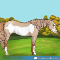 Horse Color:Red Dun Frame