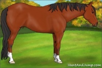 Horse Color:Bay 
