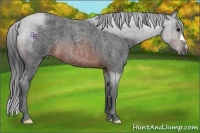 Horse Color:Brown Roan