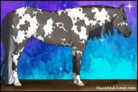 Horse Color:White Spotted Grullo