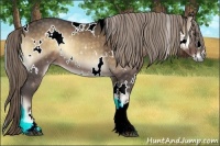 Horse Color:White Spotted Chocolate Palomino Onyx