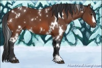 Horse Color:White Spotted Bay 
